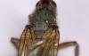 Gymnomus sp.